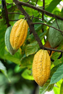 Kakao Ağacı (Theobroma kakaosu). Doğada organik kakao meyve kabukları