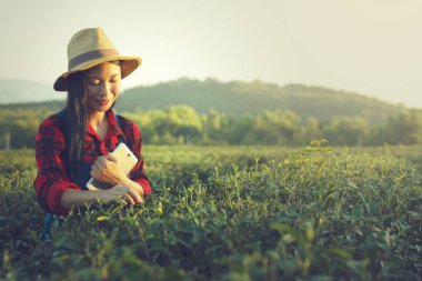 Genç kadın tarafından hasat önce çay yaprakları kalitesini kontrol 