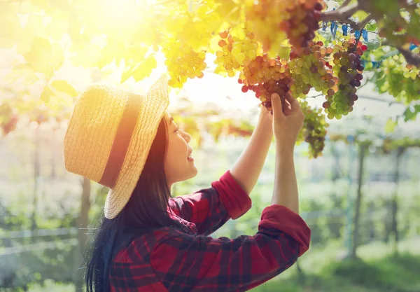 Vineyard woman worker checking quality of wine grapes in Thailan