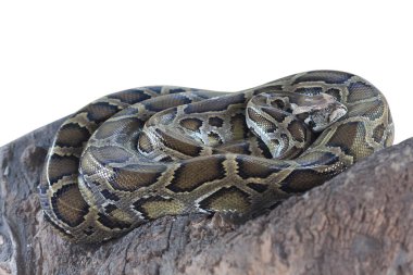 Beyaz arka plan üzerinde izole Birmanya python.