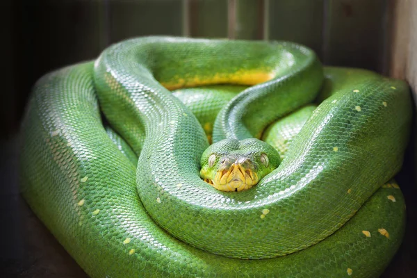 Grünbaumpython (morelia viridis)) — Stockfoto