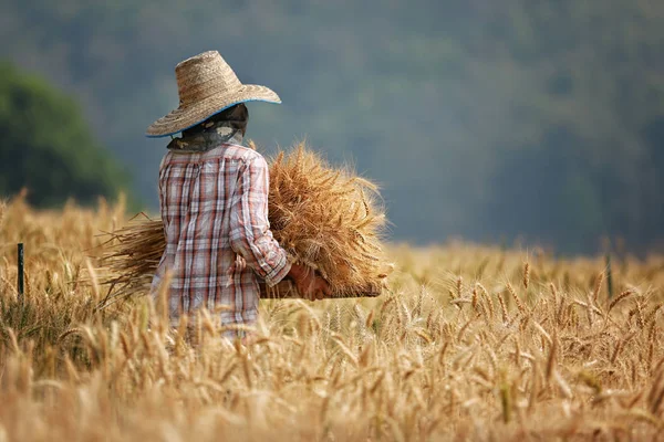 Farmář sklizeň obilí krásné v období ječmen pole det — Stock fotografie