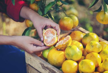 Taze portakal bahçesinde narenciye ağacı üzerinde.