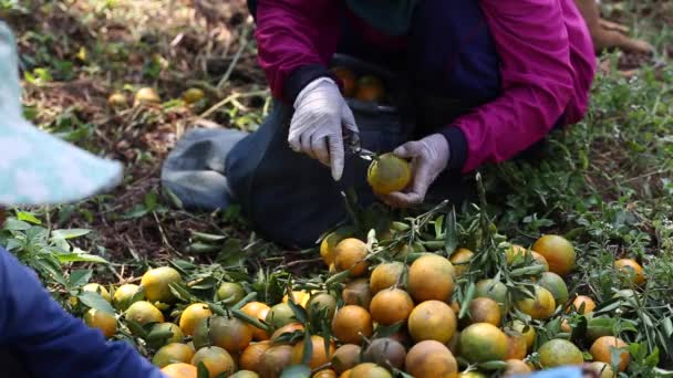 Exploitant Récoltant Des Oranges Dans Jardin Pour Exportation — Video