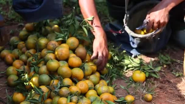 Αγρότης Συλλέγοντας Πορτοκάλια Στον Κήπο Για Τις Εξαγωγικές Επιχειρήσεις — Αρχείο Βίντεο