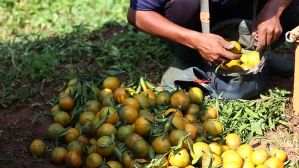 Landwirt Erntet Orangen Garten Für Exportgeschäfte — Stockvideo