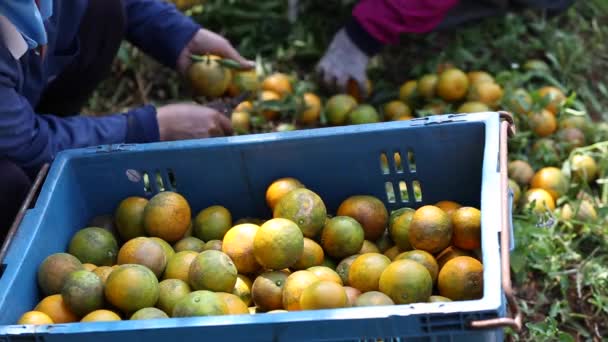 Agricultor Cosechando Naranjas Jardín Para Negocios Exportación — Vídeos de Stock