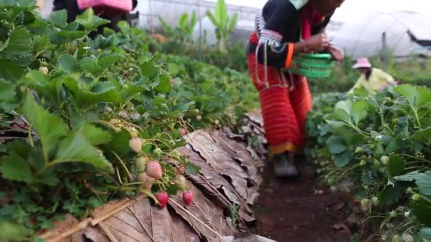 Chiang Mai Tailandia Febrero Mujeres Cima Colina Tailandia Recogiendo Plantación — Vídeo de stock