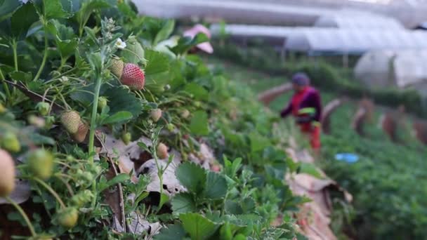Mano Del Agricultor Recogiendo Fresa Jardín — Vídeo de stock