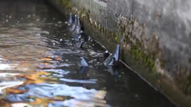 Muitas Trutas Arco Íris Nadam Incubatório Peixes — Vídeo de Stock