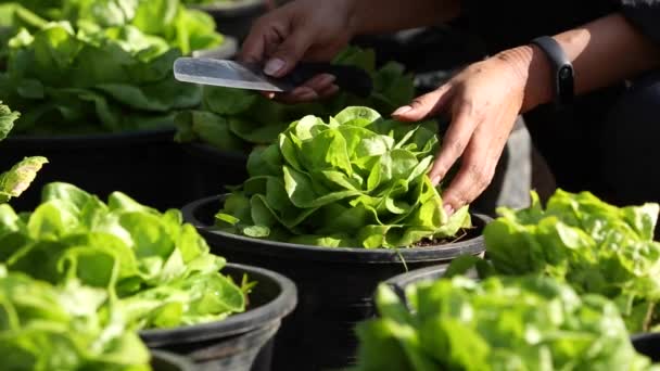 Pick Nature Lettuce Eco Garden — Stock Video