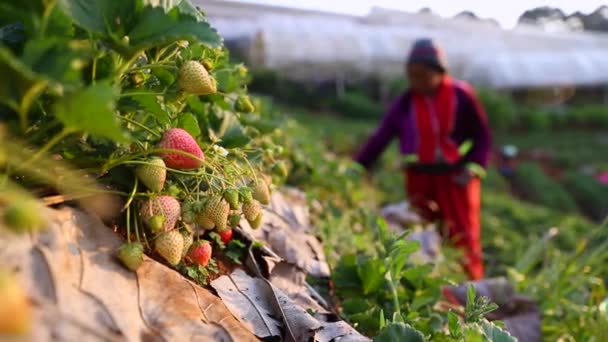 Chiang Mai Tailandia Febrero Mujeres Cima Colina Tailandia Recogiendo Plantación — Vídeo de stock