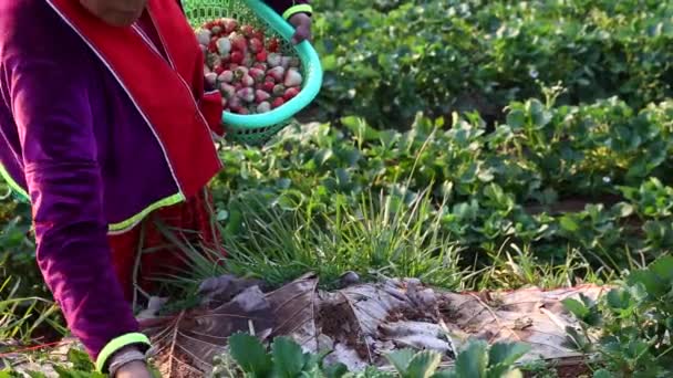 Main Agriculteur Cueillette Des Fraises Dans Jardin — Video
