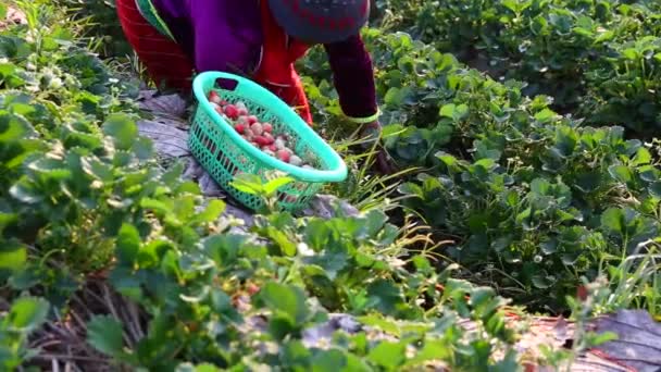 农民采摘草莓的手在花园里 — 图库视频影像