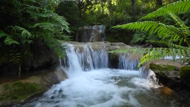 Waterfall Rainforest North Thailand — Stock Video