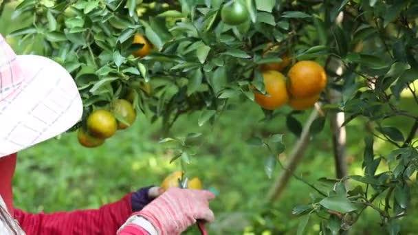 Agricultor Cosechando Naranjas Jardín Para Negocios Exportación — Vídeo de stock