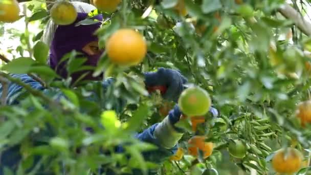 Agricultor Cosechando Naranjas Jardín Para Negocios Exportación — Vídeos de Stock