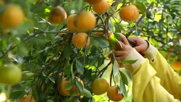 Agricultor Cosechando Naranjas Jardín Para Negocios Exportación — Vídeo de stock