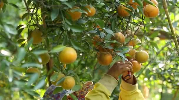 Agricultor Cosechando Naranjas Jardín Para Negocios Exportación — Vídeo de stock