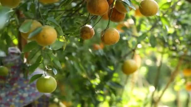 Agricultor Cosechando Naranjas Jardín Para Negocios Exportación — Vídeo de stock