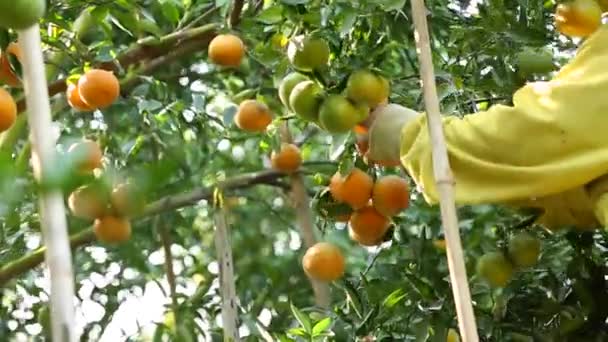 Фермер Збирає Апельсини Саду Експортного Бізнесу — стокове відео