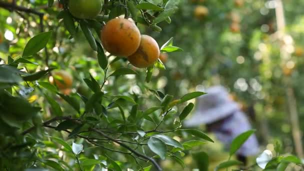 Hracat Için Bahçede Portakal Hasadı Çiftçi — Stok video