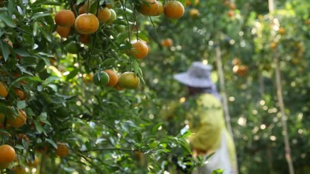 Agricultor Cosechando Naranjas Jardín Para Negocios Exportación — Vídeo de stock