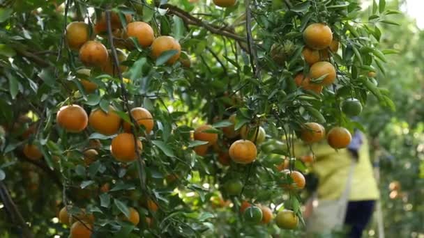 Agricultor Cosechando Naranjas Jardín Para Negocios Exportación — Vídeo de stock