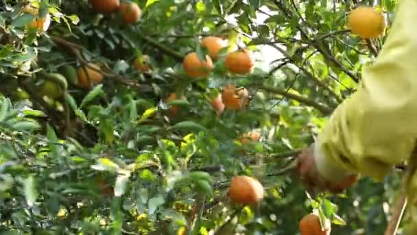 Agricultor Cosechando Naranjas Jardín Para Negocios Exportación — Vídeo de stock