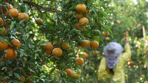 Farmář Sklízí Pomeranče Zahradě Pro Exportní Obchod — Stock video