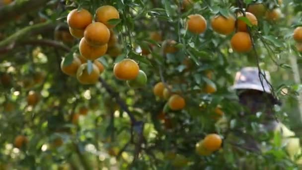 Agricultor Cosechando Naranjas Jardín Para Negocios Exportación — Vídeo de stock