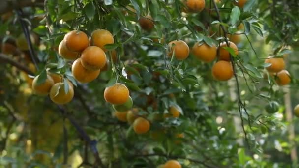 Oranges Fraîches Sur Arbre Dans Jardin — Video