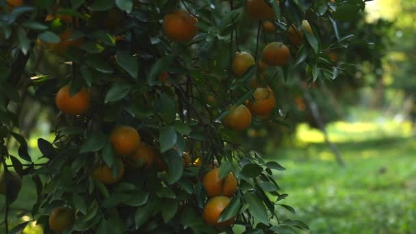 Naranjas Frescas Árbol Jardín — Vídeo de stock