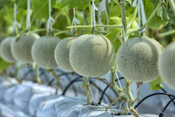 Japanese melons or green melon or cantaloupe melons plants growi