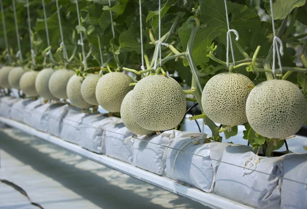 Japanese melons or green melon or cantaloupe melons plants growi