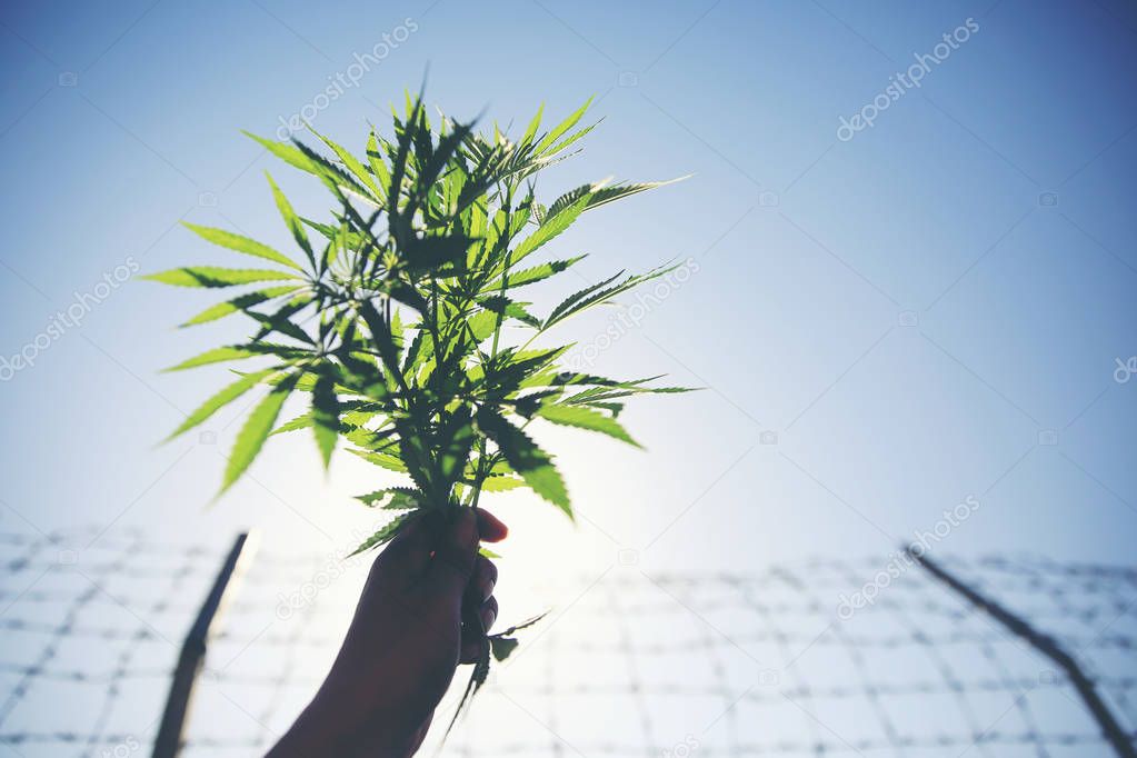 Marijuana branch plantation on hand with barbed wires of prison 