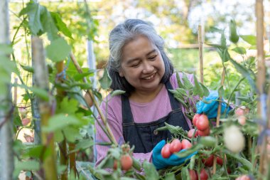 Emekli son sınıf öğrencisi kadın mutfaktaki kırmızı domateslerden memnun.