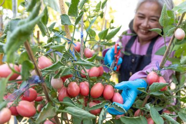 Emekli son sınıf öğrencisi mutlu ve kırmızı domates topluyor.