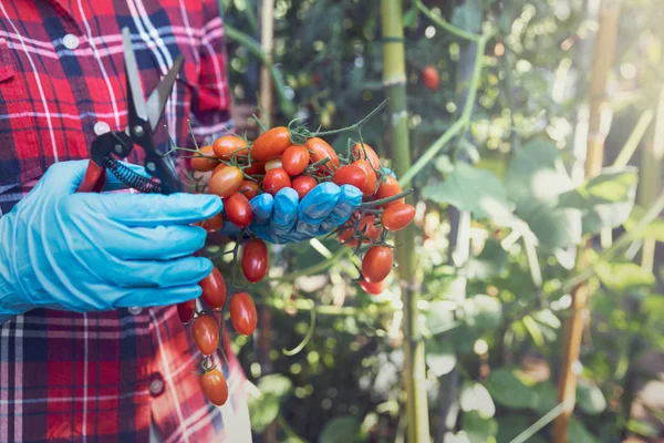 Récolte de tomates biologiques rouges mûres dans les mains des agriculteurs . — Photo