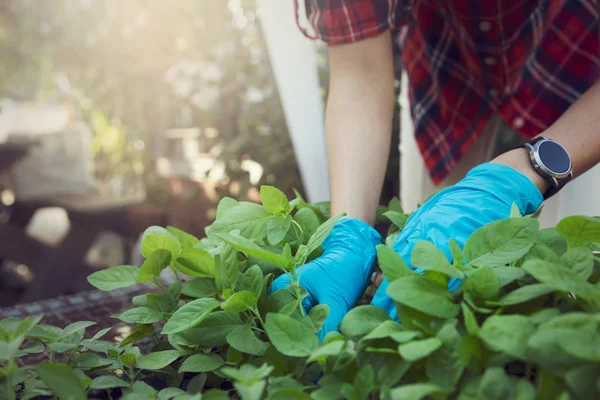 Jonge vrouw draagt plastic handschoen selecteer jonge plant en checkin — Stockfoto