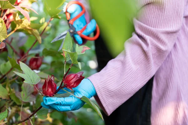 Gepensioneerde senior vrouw oogst haar roselle in de tuin. — Stockfoto