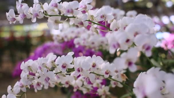 Schön Von Orchideenzweig Blüte Garten Landwirtschaftliches Konzept — Stockvideo