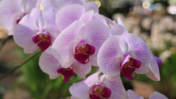 Gyönyörű Orchidea Virág Virágzás Kertben Mezőgazdasági Koncepció — Stock videók