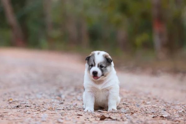 Portrait puppy dog sitting alone on the soil road at the park. — Stock Photo, Image