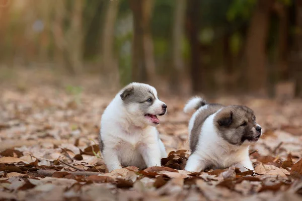 秋天的时候，两只小狗在户外玩耍 — 图库照片