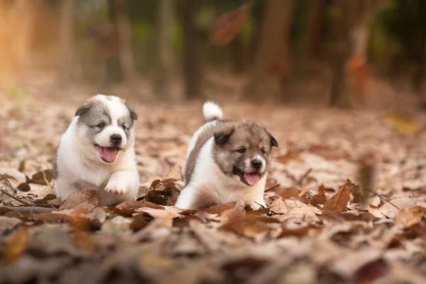 Dwa szczeniaki bawią się razem na świeżym powietrzu w sezonie jesiennym.Togeth — Zdjęcie stockowe