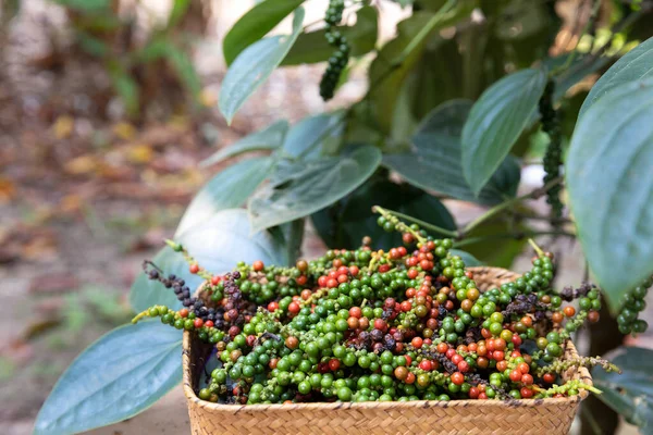 Farmers show a basket filled with pepper after the harvest with — Stock Photo, Image