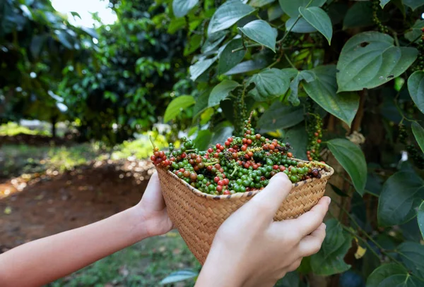Agricultores mostram uma cesta cheia de pimenta após a colheita com — Fotografia de Stock