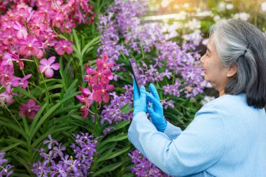 Hobbies of mature woman using digital tablet while checking grow