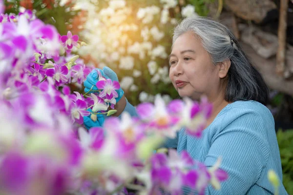 Retired senior woman enjoying with her blooming orchids in the g — Stock Photo, Image